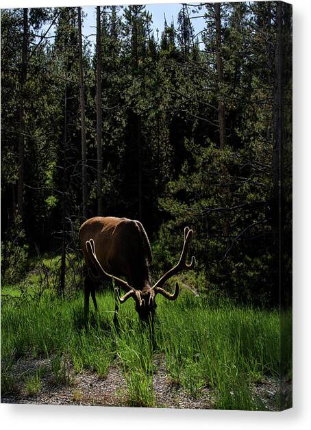 Elk Grazing in a Sunlit Forest in Grand Teton National Park Canvas Art Print by Brandon Wichmann