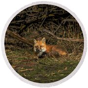 Fox Resting In Sunlit Clearing Round Beach Towel