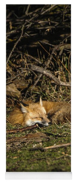 Peaceful Fox In Sunlit Meadow Yoga Mat