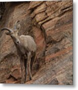 Bighorn Sheep On Rocky Terrain Metal Print