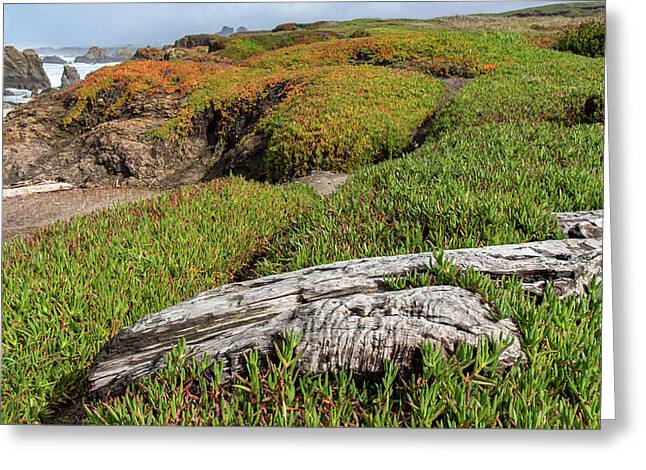 Coastal Landscape with Driftwood Greeting Card