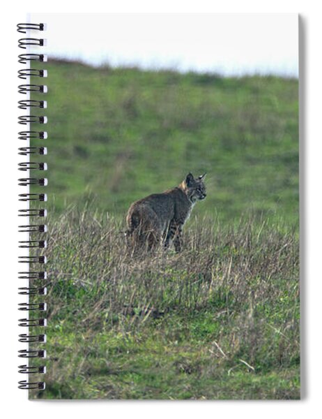 Bobcat in Point Reyes Spiral Notebook by Brandon Wichmann
