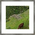 Winay Wayna With Grazing Llama Framed Print