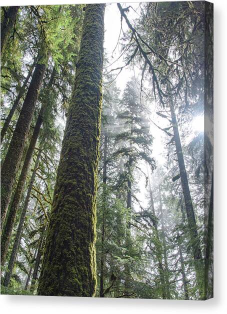 Majestic Forest Canopy in Olympic National Park Canvas Art Print by Brandon Wichmann