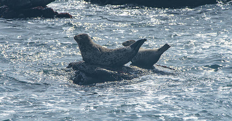 Photograph - Seals Resting On Rocky Shoreline by Brandon Wichmann