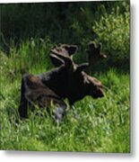 Moose Resting In Sunlit Meadow In Grand Teton National Park Metal Print