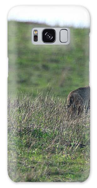 Bobcat in Point Reyes Galaxy Case by Brandon Wichmann