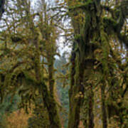 Moss-Covered Forest Trees Poster
