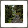 Moss-covered Path Through Lush Forest On The Inca Trail Framed Print