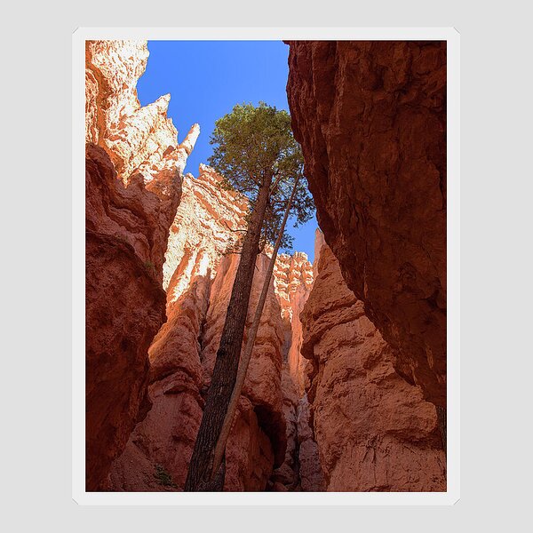 Tree Reaches Skyward In Bryce Canyon National Park Sticker