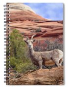 Big Horn Sheep In Zion National Park Spiral Notebook