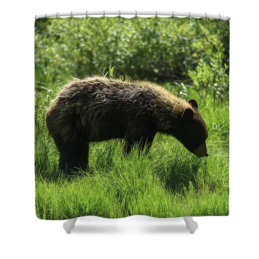 Solitary Bear In Grand Teton National Park Shower Curtain