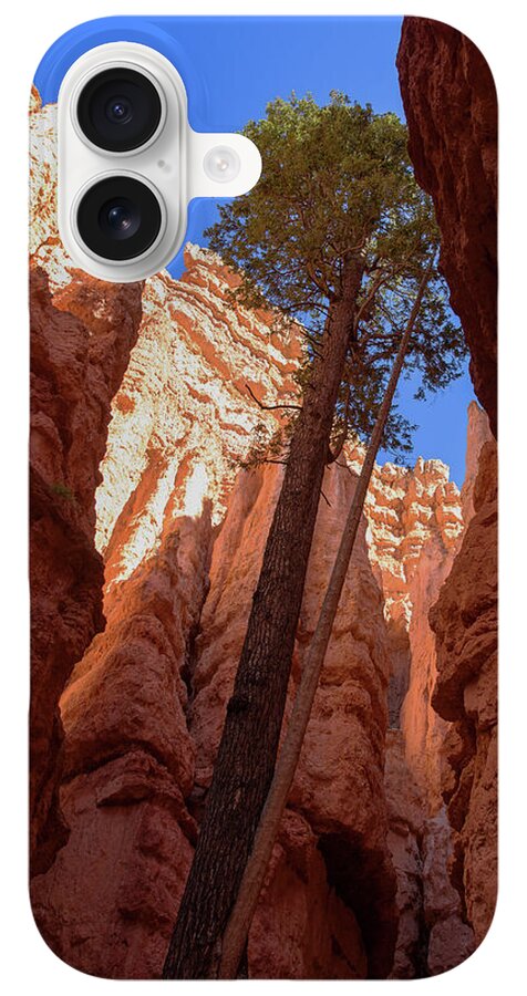 Tree Reaches Skyward In Bryce Canyon National Park iPhone Case