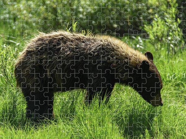 Grand Teton National Park Jigsaw Puzzles