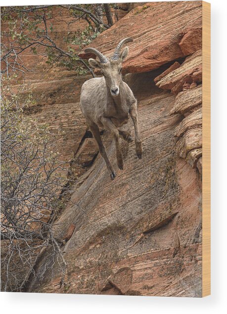 Big Horn Sheep Agile Descent In Zion National Park Wood Print
