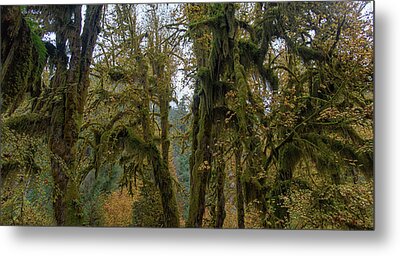 Tree Metal Prints