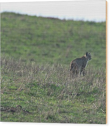 Bobcat in Point Reyes Wood Print by Brandon Wichmann