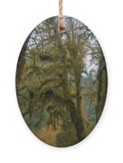 Moss-Covered Forest Trees Ornament