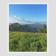 Mountain View with Wildflowers Sticker