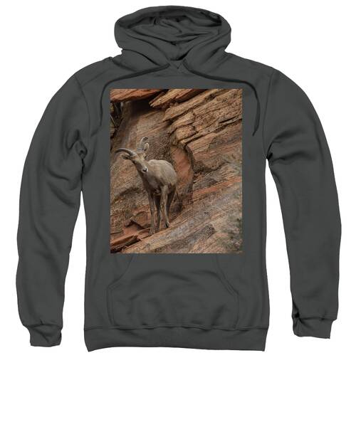 Bighorn Sheep On Rocky Terrain Sweatshirt
