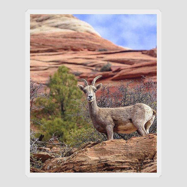Big Horn Sheep In Zion National Park Sticker