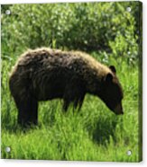 Solitary Bear In Grand Teton National Park Acrylic Print