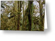 Moss-Covered Trees in a Dense Forest Greeting Card