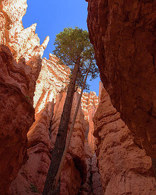 Wall Art featuring the photograph Tree Reaches Skyward In Bryce Canyon National Park by Brandon Wichmann