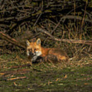 Fox Resting In Sunlit Clearing Poster