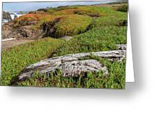 Coastal Landscape with Driftwood Greeting Card