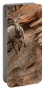 Big Horn Sheep Agile Descent In Zion National Park Portable Battery Charger
