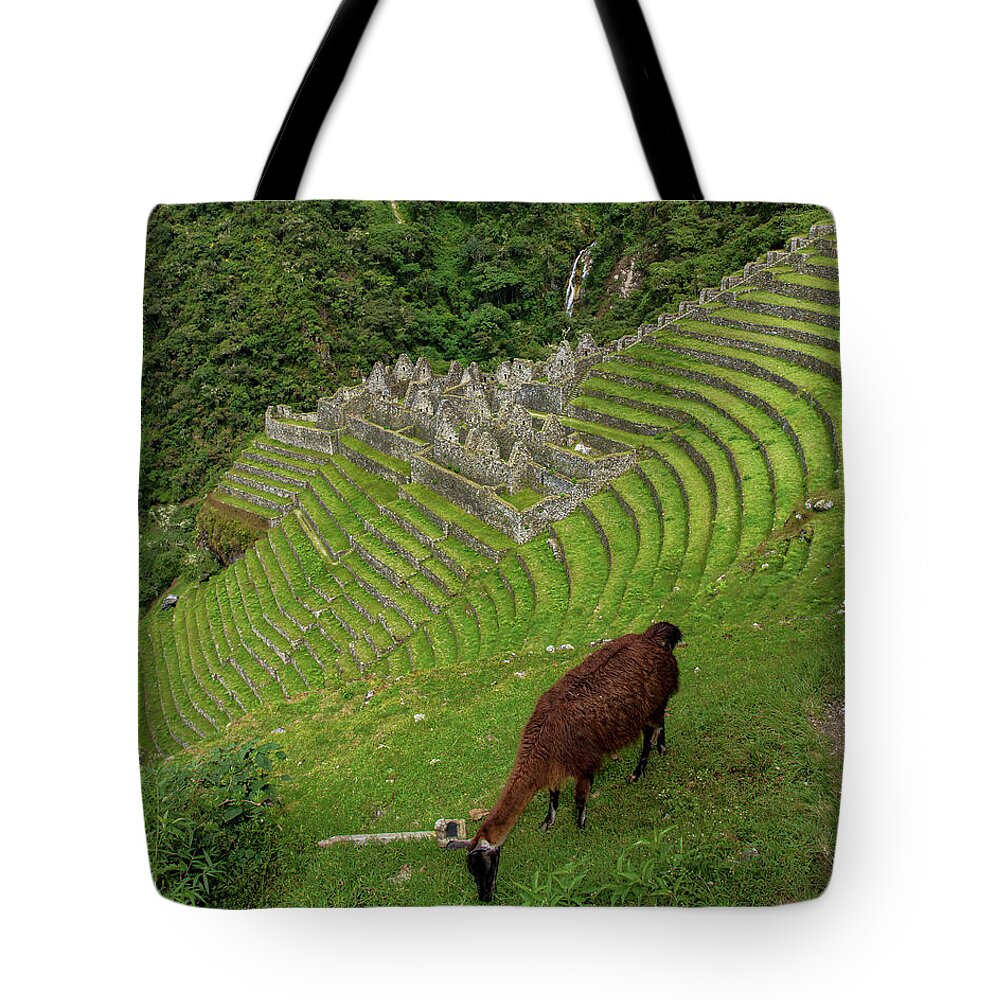 Winay Wayna With Grazing Llama Tote Bag