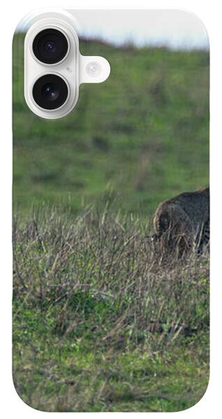 Bobcat in Point Reyes iPhone Case by Brandon Wichmann