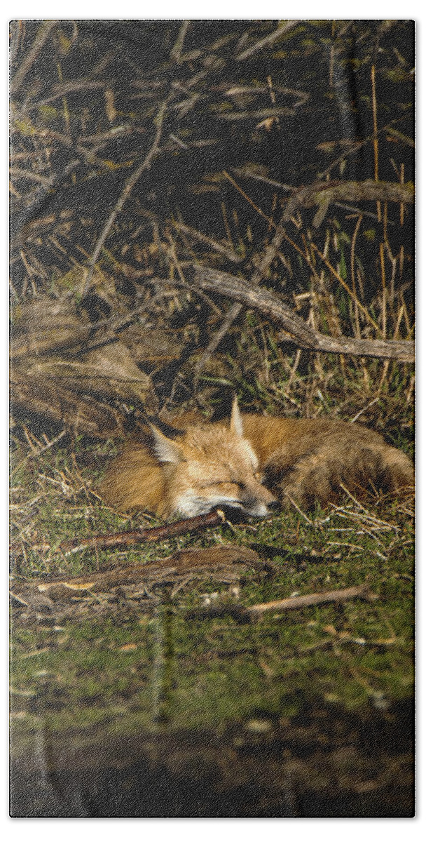 Peaceful Fox In Sunlit Meadow Hand Towel