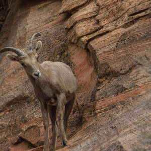 Bighorn Sheep on Rocky Terrain by Brandon Wichmann Bighorn Sheep on Rocky Terrain by Brandon Wichmann