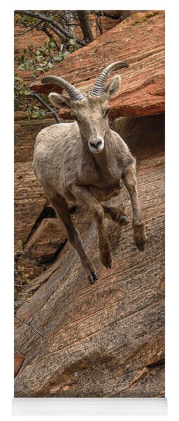 Big Horn Sheep Agile Descent In Zion National Park Yoga Mat