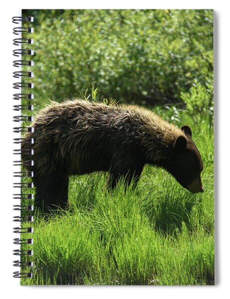 Solitary Bear In Grand Teton National Park Spiral Notebook