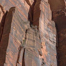 Towering Desert Sandstone Cliffs in Zion National Park by Brandon Wichmann