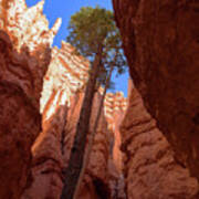 Tree Reaches Skyward In Bryce Canyon National Park Poster