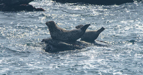 Seals Resting On Rocky Shoreline Art Print
