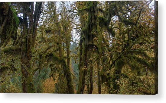 Moss-Covered Forest Trees Acrylic Print