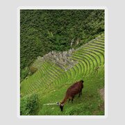 Winay Wayna With Grazing Llama Sticker