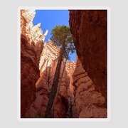 Tree Reaches Skyward In Bryce Canyon National Park Sticker