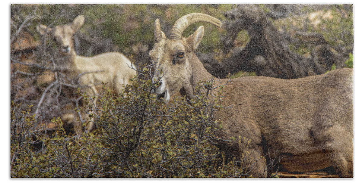Mountain Goats in Natural Habitat Hand Towel