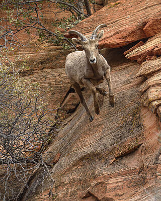 Wall Art featuring the photograph Big Horn Sheep Agile Descent In Zion National Park by Brandon Wichmann