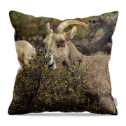 Mountain Goats in Natural Habitat Throw Pillow
