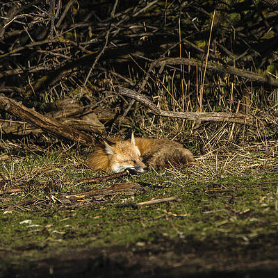 Wildlife Photograph - Peaceful Fox In Sunlit Meadow by Brandon Wichmann