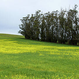Rolling Hills with Blooming Wildflowers