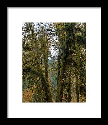 Tree Framed Prints
