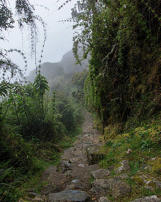 Serene Wall Art featuring the photograph Misty Forest Pathway On The Inca Trail by Brandon Wichmann
